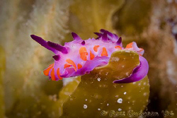 Mexichromis macropus trying to hold on to some algae as t... by Ross Gudgeon 